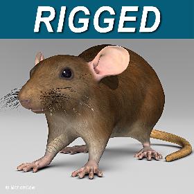 Rat  Brown